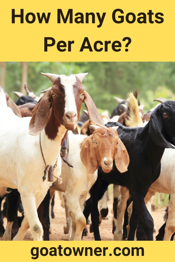 How Many Goats Per Acre? (How Many Is Too Many?) - Goat Owner