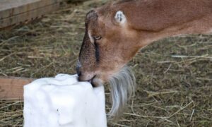 Why Do Goats Lick Salt? (Answered!)