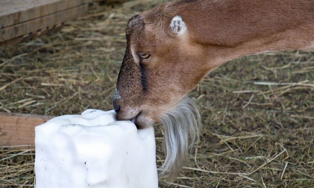 Why Do Goats Lick Salt?