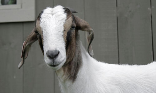 Do Female Goats Have Beards? (Answered!)