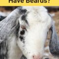 Do Female Goats Have Beards?