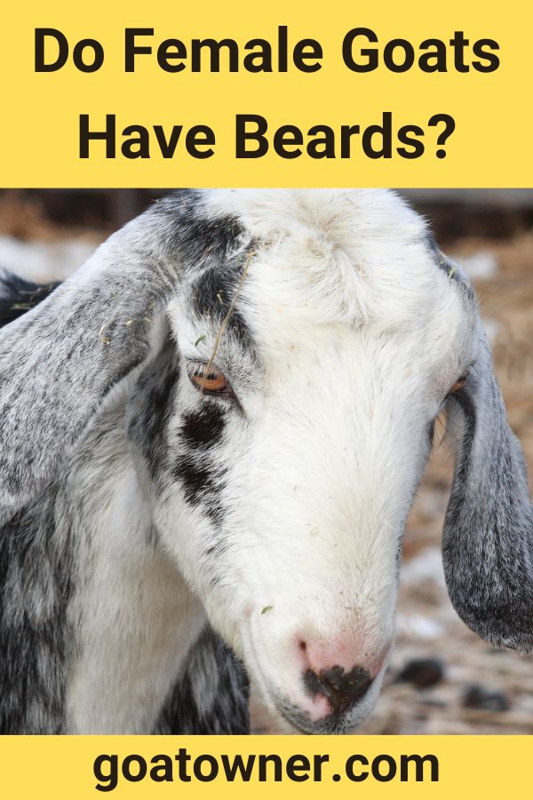 Do Female Goats Have Beards?