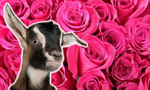Flower Names For Goats (50 Examples!)