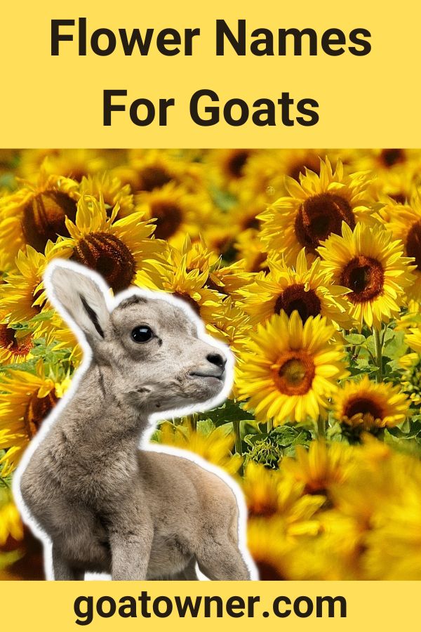 Flower Names For Goats (50 Examples!) - Goat Owner