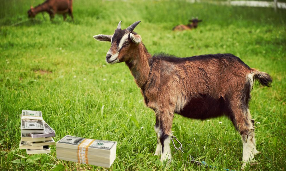 Goat Owner
