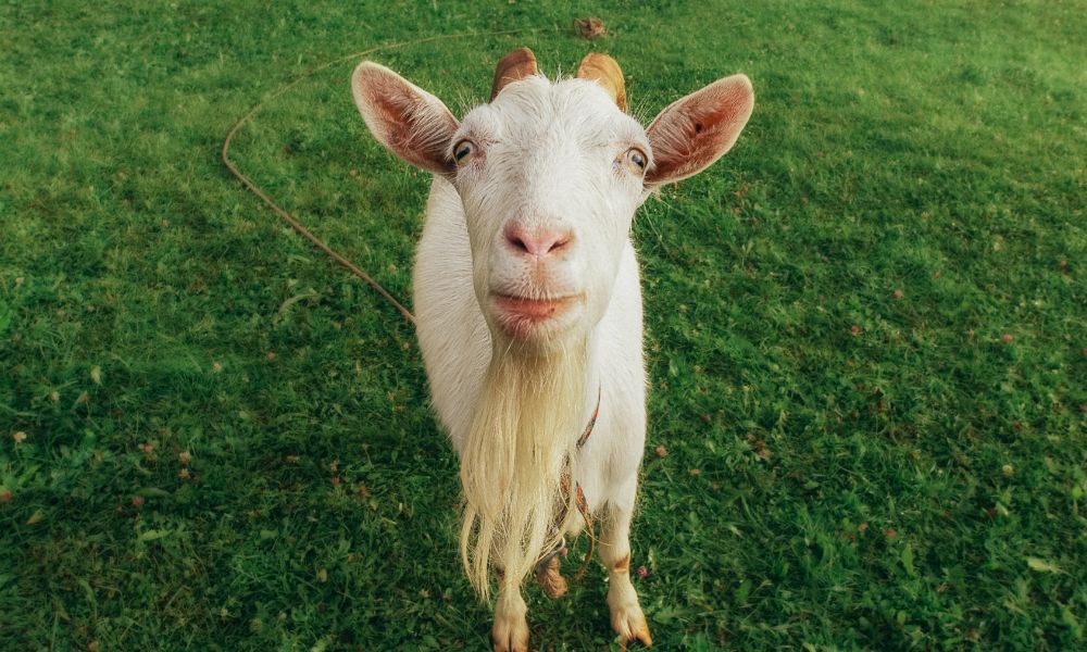 Goat Owner