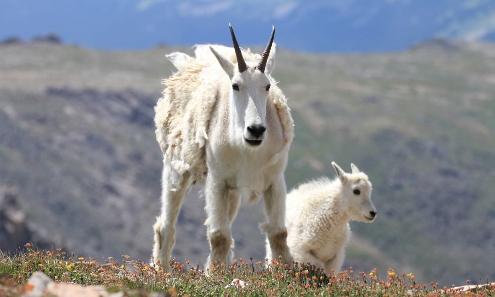 Are Mountain Goats Endangered?
