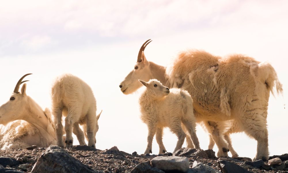 Are Mountain Goats Endangered?
