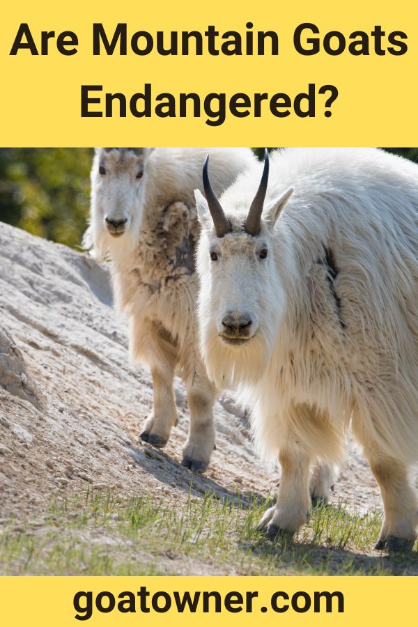 Are Mountain Goats Endangered Helpful Content With Photos Goat Owner are-mountain-goats-endangered-helpful-content-with-photos-goat-owner