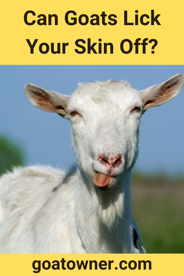 Can Goats Lick Your Skin Off Answered Goat Owner