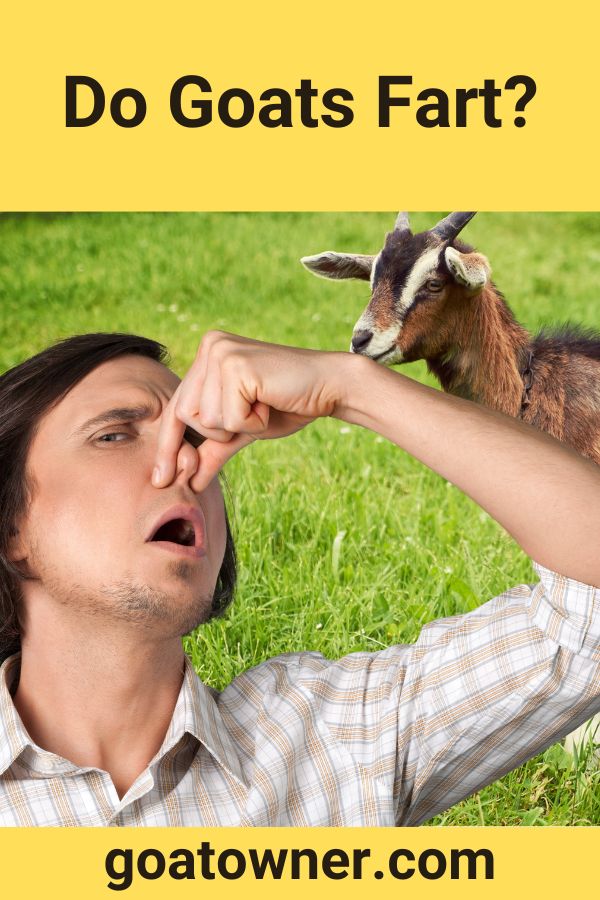 do-goats-fart-answered-goat-owner