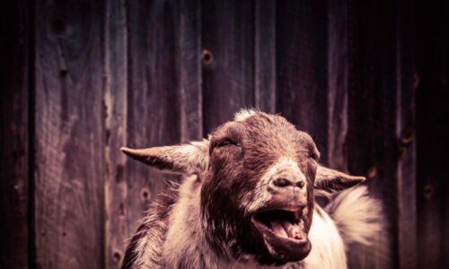 Do Goats Yawn? (Answered!)