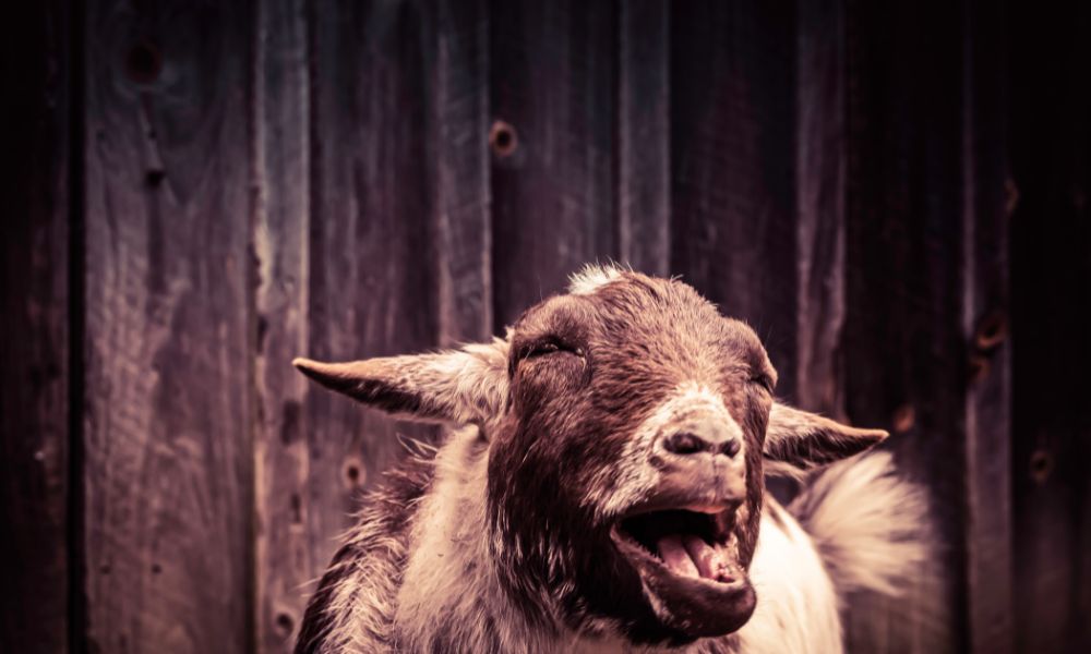 Do Goats Yawn?