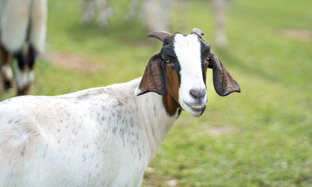 How Long Do Nubian Goats Live?