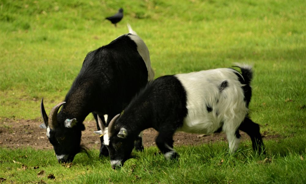 How Much Do Pygmy Goats Weigh?