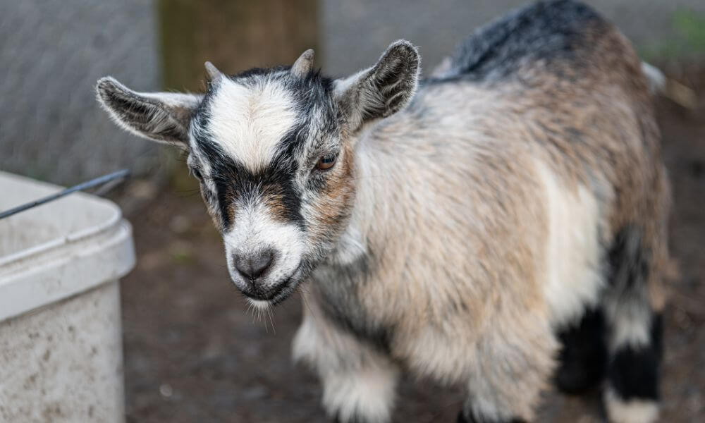 How Much Do Pygmy Goats Weigh?