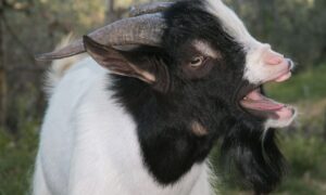 What Sound Does A Goat Make? (Helpful Content With Photos!)