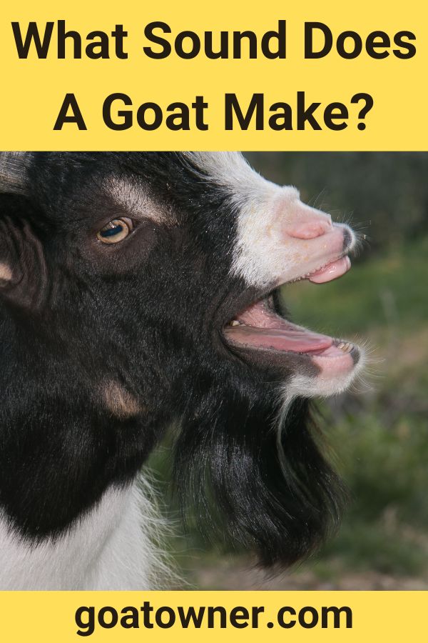 what-sound-does-a-goat-make-helpful-content-with-photos-goat-owner