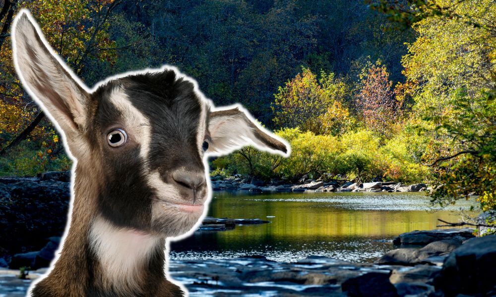 Goat Auctions In Arkansas