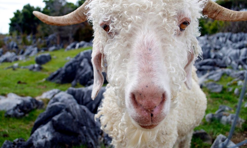 Are Angora Goats Good For Meat?