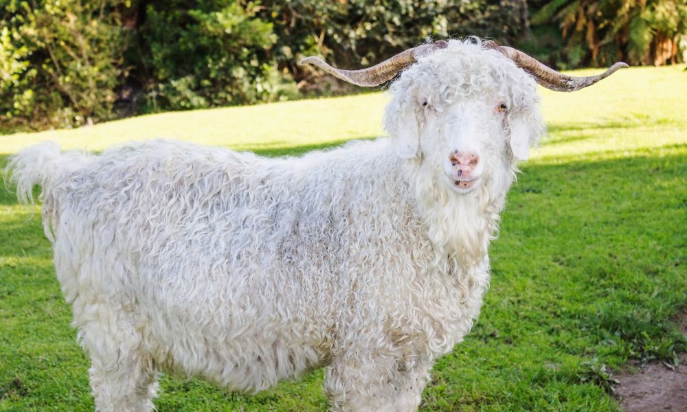Are Angora Goats Good Milkers?