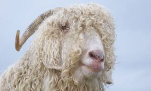 Are Angora Goats Hardy? (Real Human Answer!)