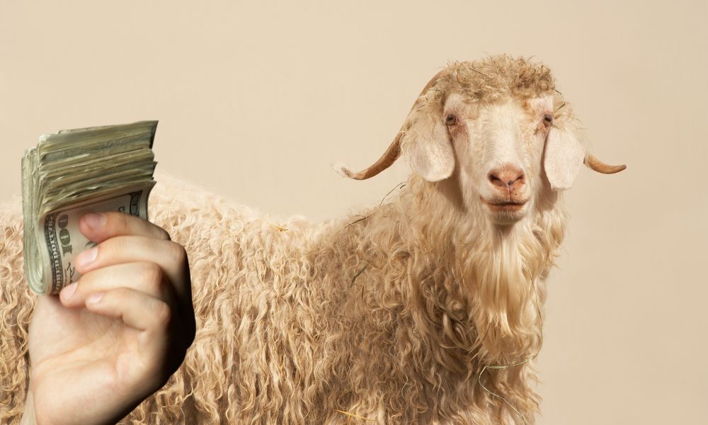 Are Angora Goats Profitable?