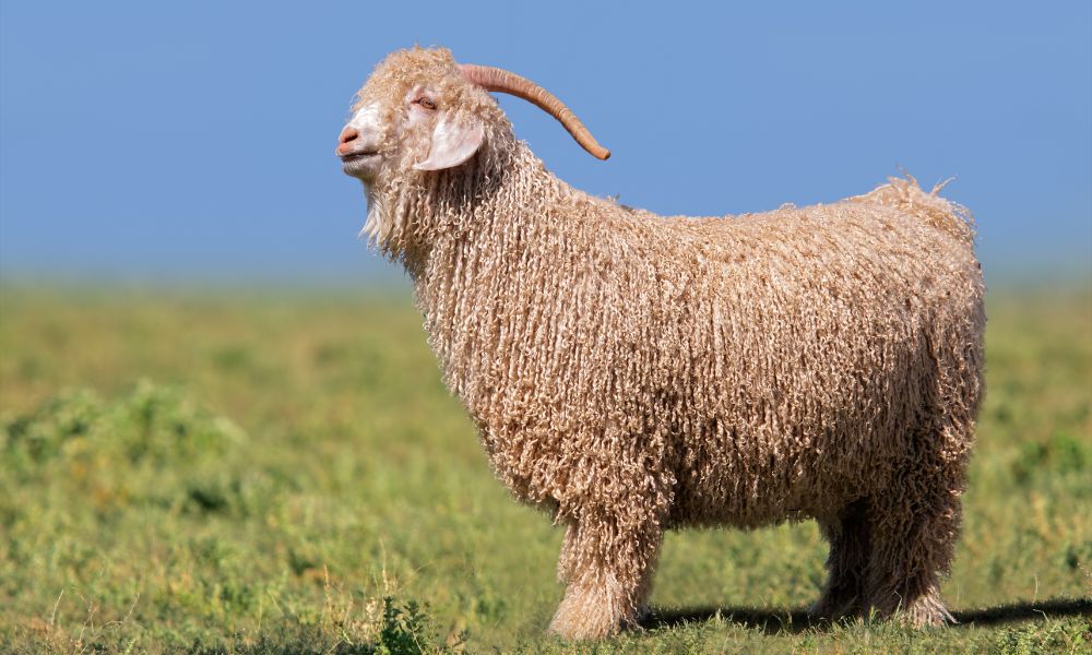 Do Angora Goats Need To Be Shorn?