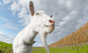 Do Goats Purr? (Helpful Human Answer!)